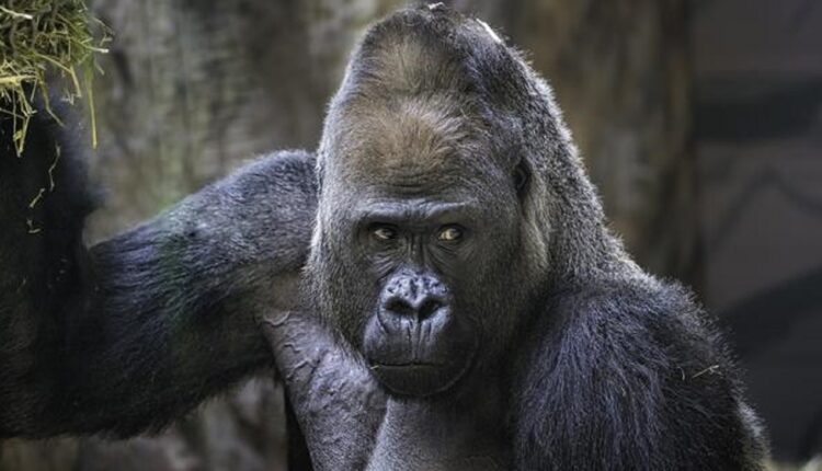 Etats Unis Plusieurs gorilles d’un zoo sont positifs au coronavirus