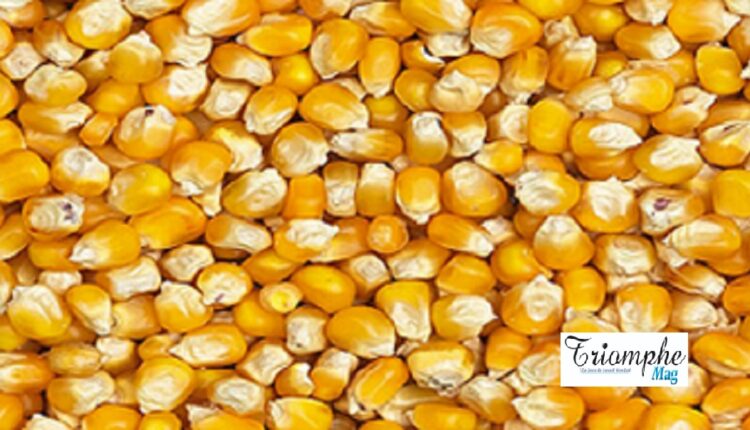 Du Maïs crédit Triomphe Mag