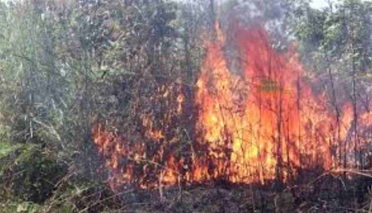 feu de brousse, @ congo durable