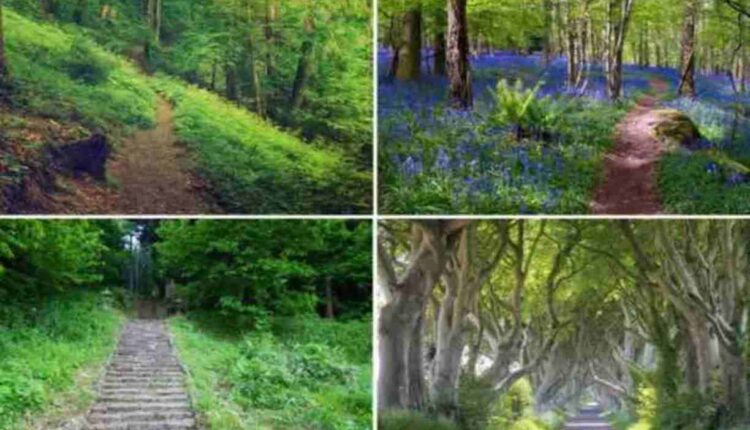 Test de personnalité Le chemin qui vous attire le plus peut révéler votre personnalité et votre avenir