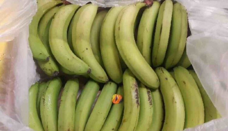 conteneur de bananes Crédit labanane.info
