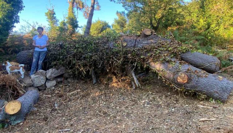 Il abat un arbre de 70 ans qui lui gâche la vue sur la mer