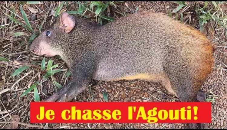 chasse d'Agouti