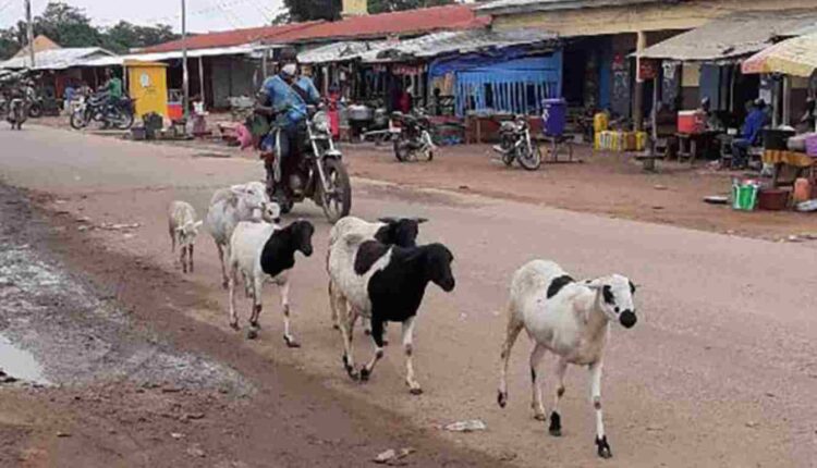 divagation des animaux domestiques