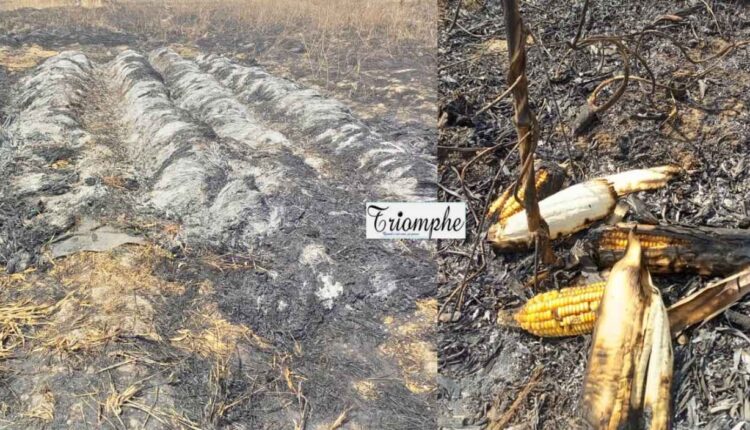 onze hectares de maïs et de riz non récoltés dévastés par un incendie à Saoré