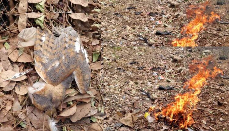 panique générale après la chute d'un hibou devant une église