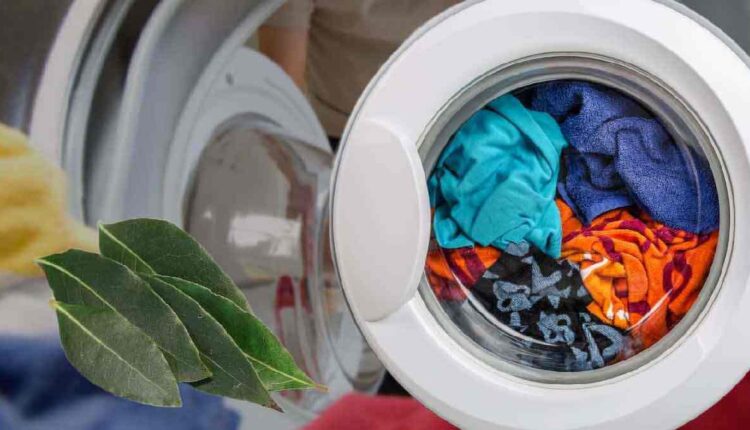 Ajouter des feuilles de laurier dans la machine pendant le lavage