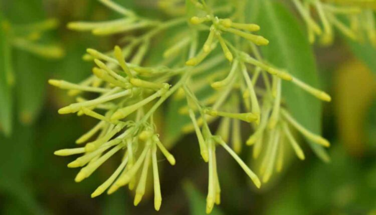 Dame de nuit ou Cestreau nocturne