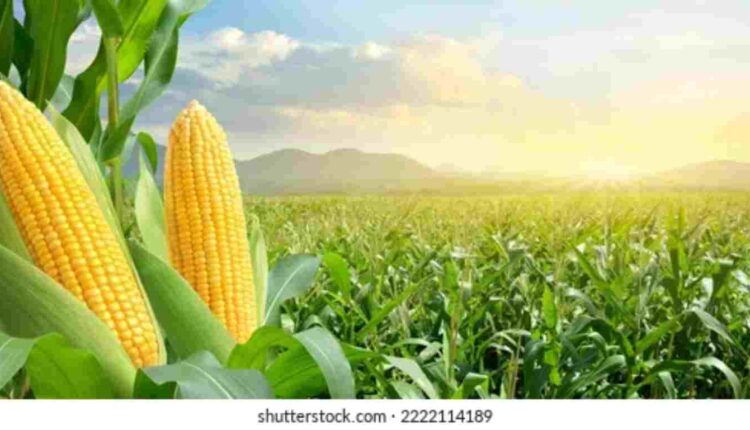 Champ de maïs