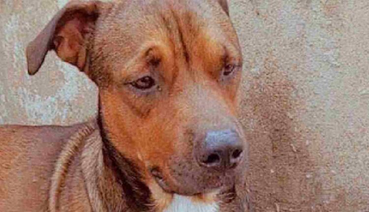 Bénin: le chien Ribus porté disparu, sa famille lance un avis de recherche